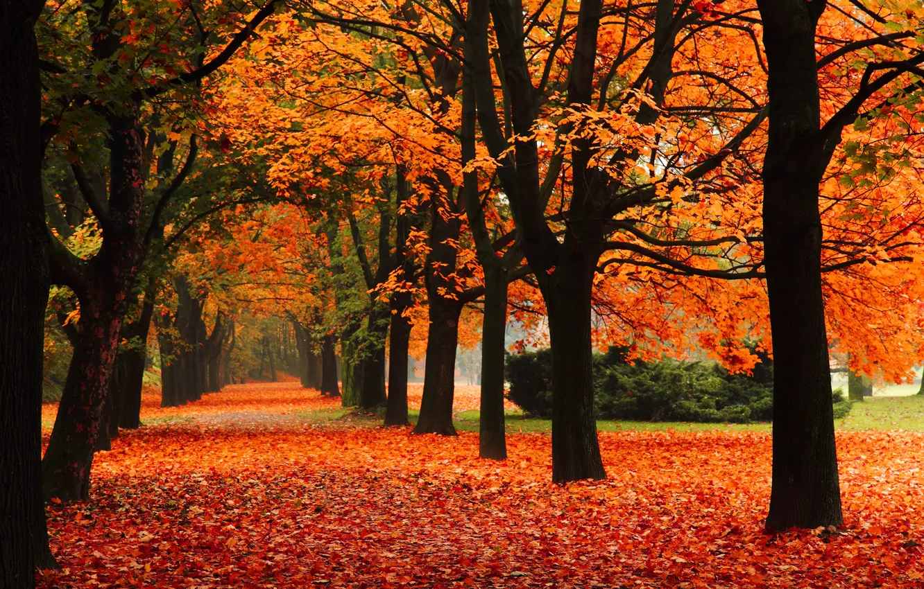 Photo wallpaper autumn, leaves, trees, nature, Park, falling leaves, trees, autumn