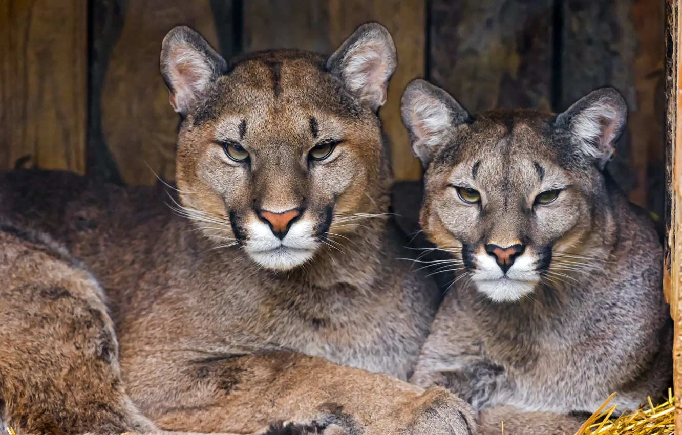Photo wallpaper predators, pair, Cougars, pumas