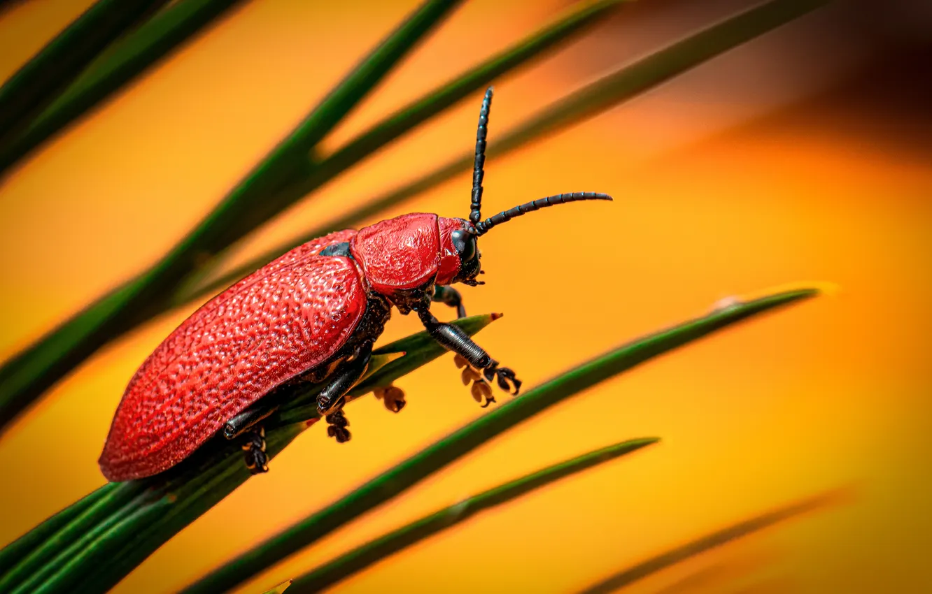 Photo wallpaper red, grass, leaf, nutty
