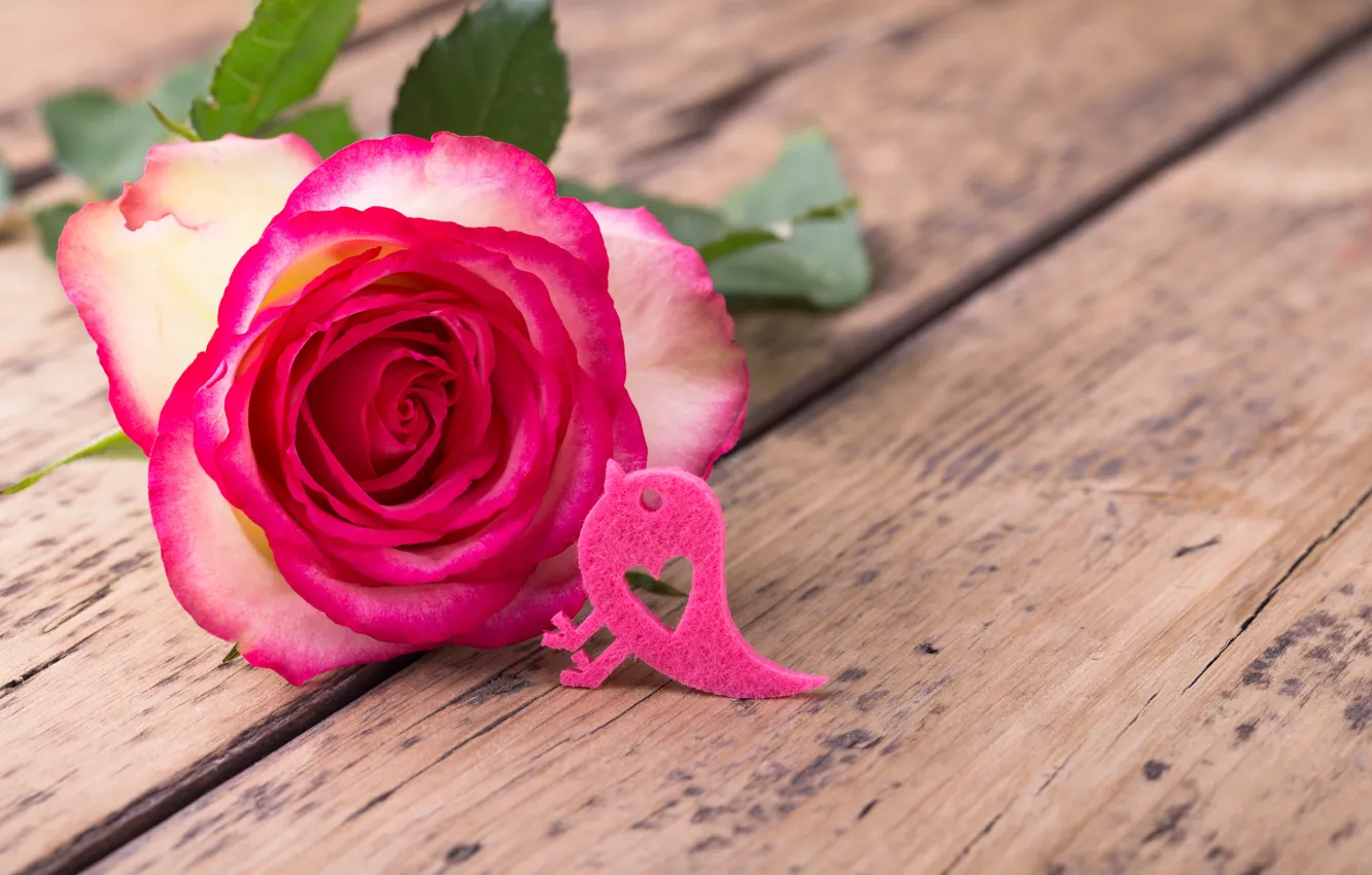 Photo wallpaper rose, petals, wood, pink, flowers, romantic, roses, pink rose