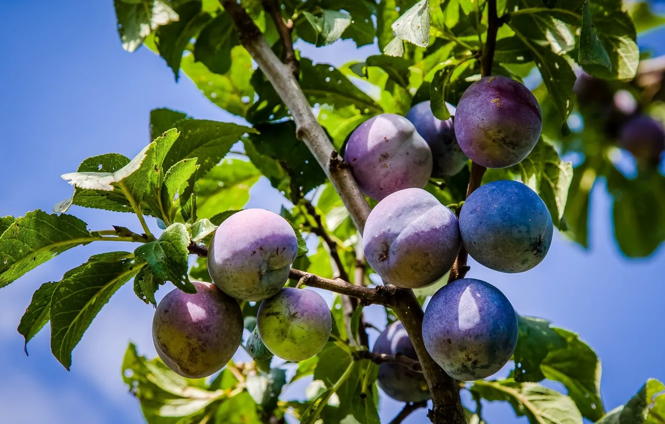 Photo wallpaper the sky, leaves, fruit, plum