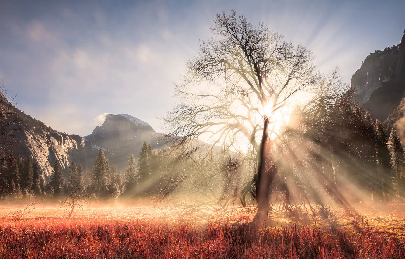 Photo wallpaper winter, forest, the sun, rays, light, mountains, branches, tree