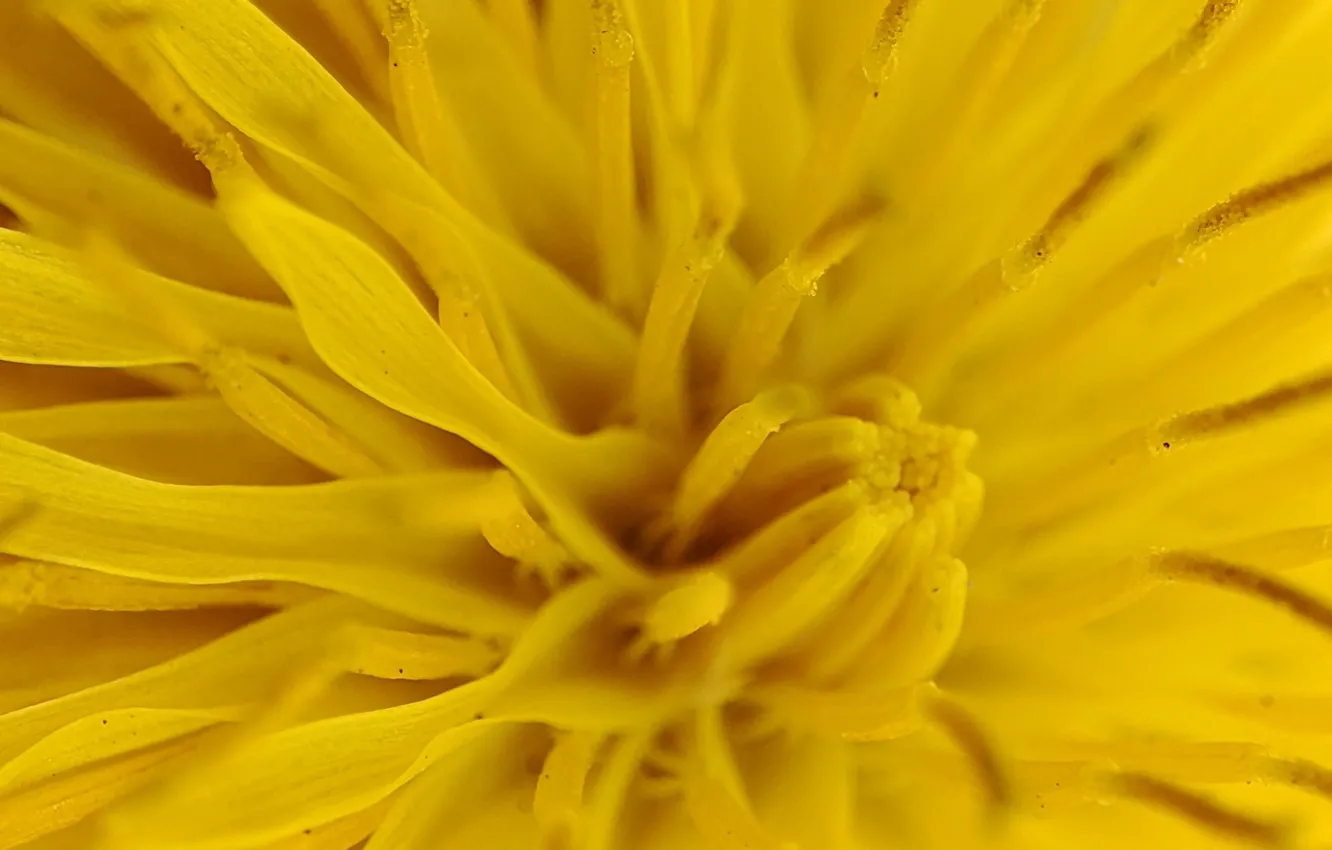 Photo wallpaper macro, flowers, yellow