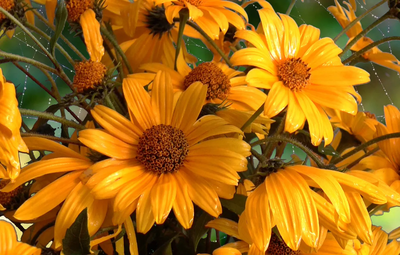 Photo wallpaper summer, flowers, yellow, Scythian gold