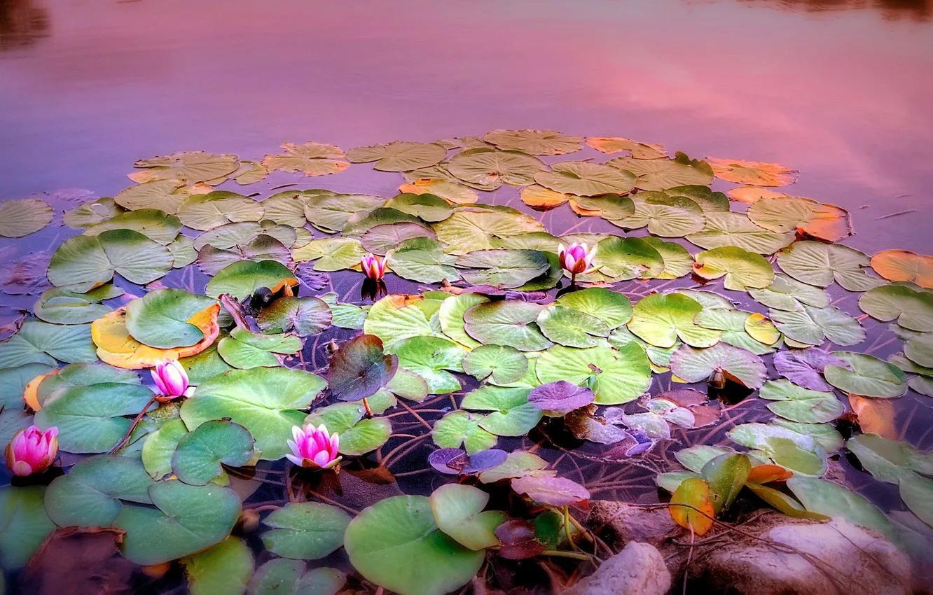 Photo wallpaper leaves, flowers, Lily, pond