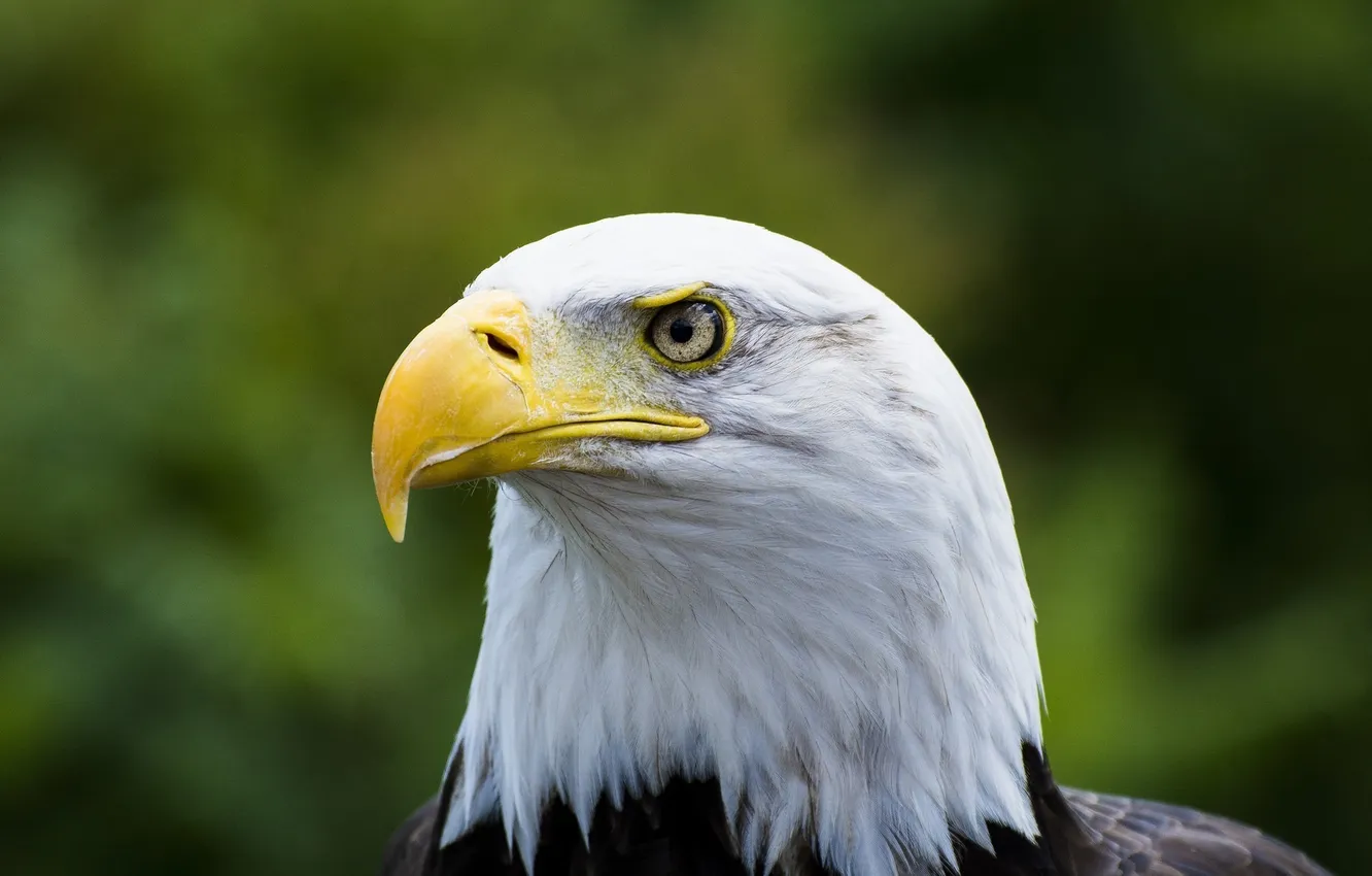 Photo wallpaper bird, predator, head, beak, bald eagle, proud