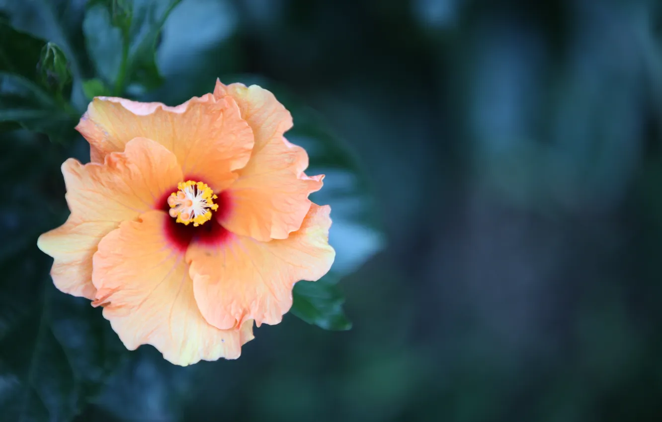 Photo wallpaper flowers, orange, green, background, petals