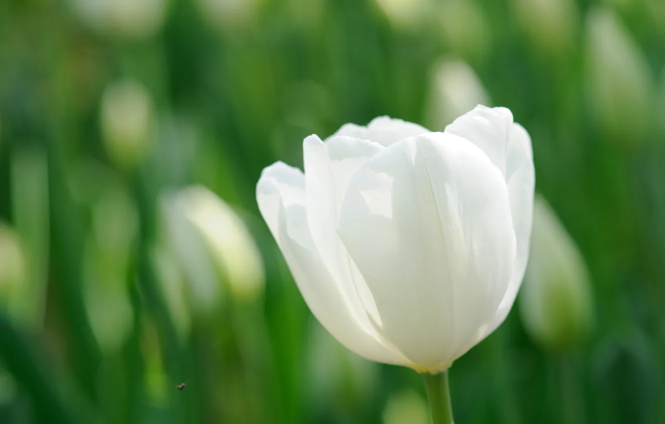 Photo wallpaper white, flower, flowers, Tulip, spring