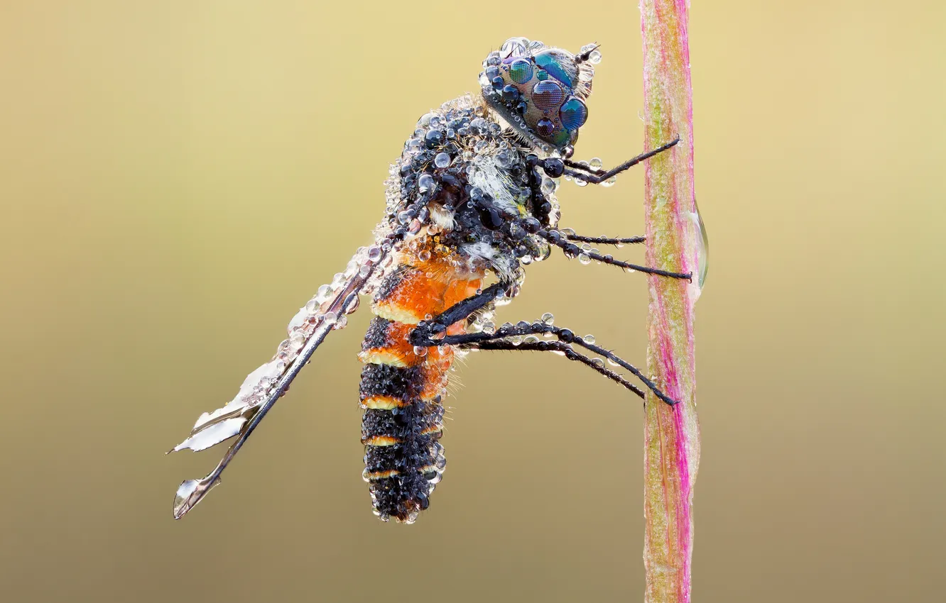 Photo wallpaper eyes, drops, wings, paws, stem, blind
