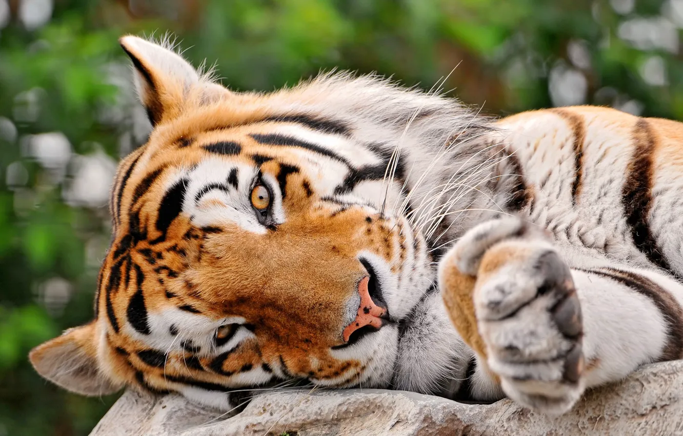 Photo wallpaper eyes, look, strips, tiger, lies, Big cat, tigr