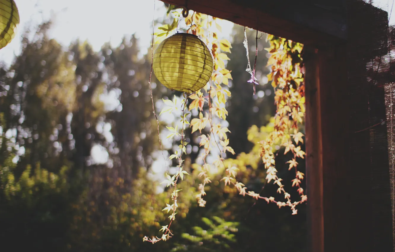 Photo wallpaper leaves, plant, flashlight