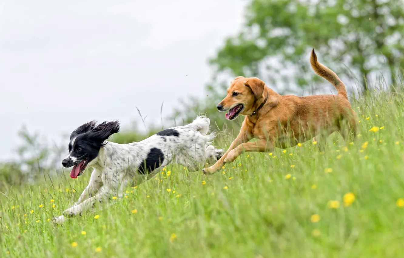Photo wallpaper Grass, The game, Running, Dogs, Two, Game, Dogs, Happy Pets