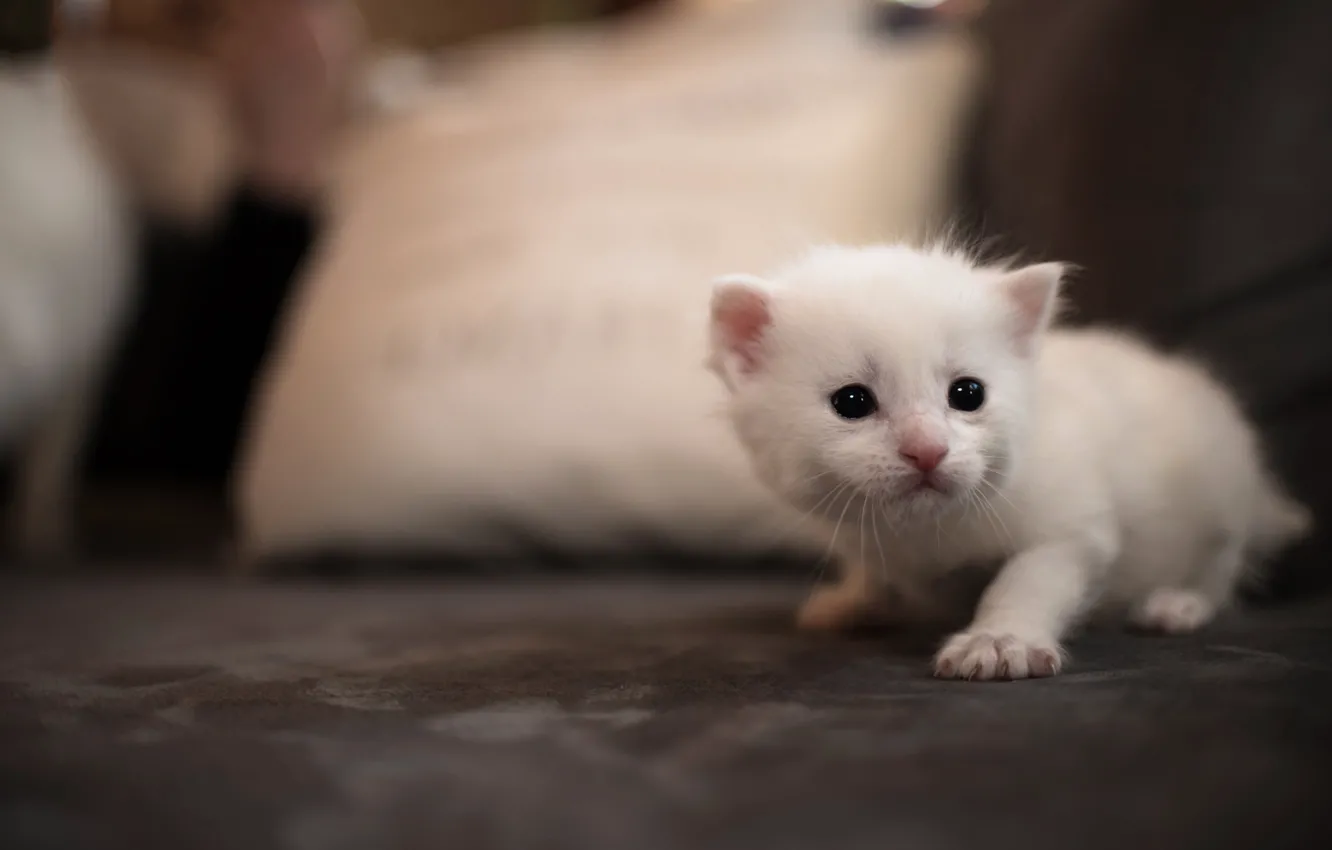 Photo wallpaper cat, white, cat, kitty, background, sofa, eyes, small