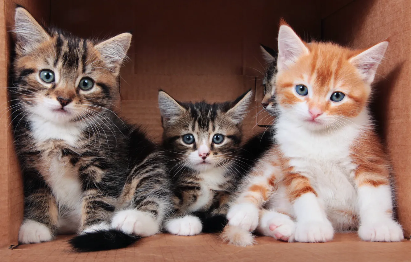 Photo wallpaper look, cats, pose, comfort, kitty, background, box, together