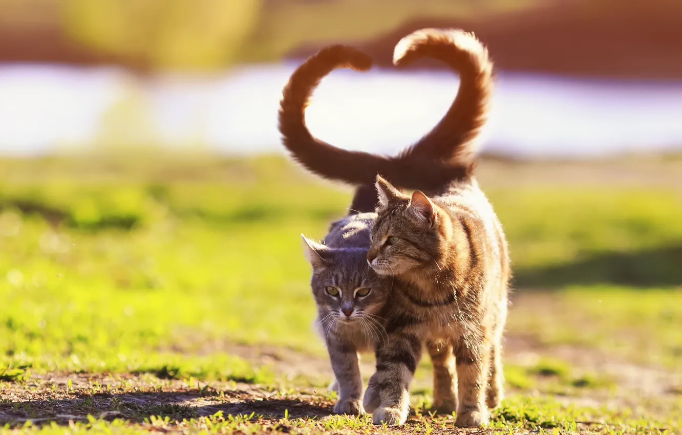 Photo wallpaper cat, cat, glade, a couple