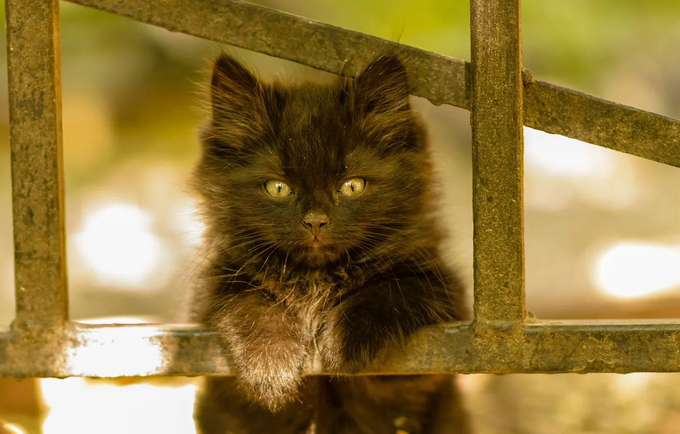 Photo wallpaper cat, cat, black, kitty