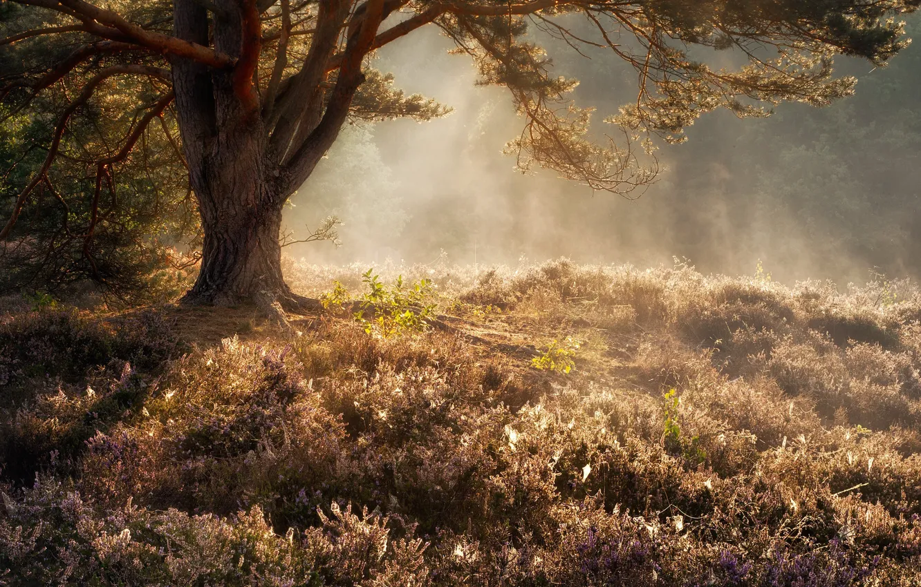 Photo wallpaper forest, light, trees, fog, glade, Heather