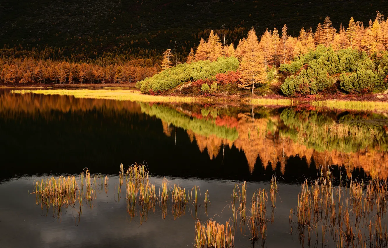 Photo wallpaper autumn, landscape, nature, reflection, stream, forest, Kolyma, Maxim Evdokimov