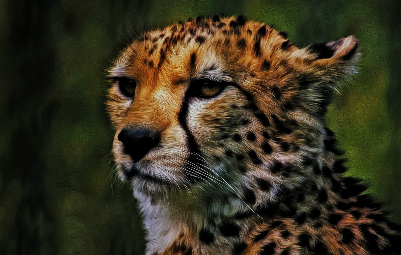Photo wallpaper face, predator, Cheetah