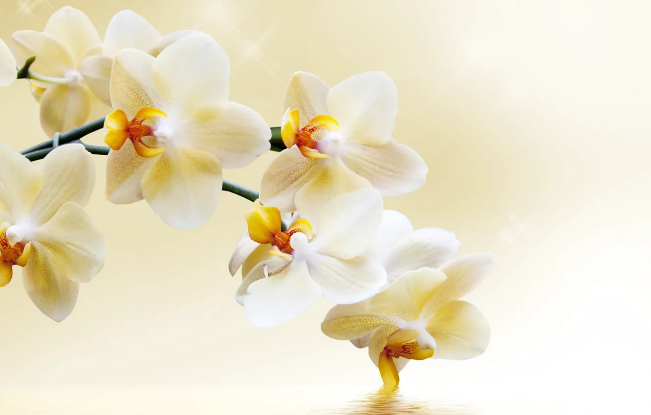 Photo wallpaper flowers, branch, Orchid
