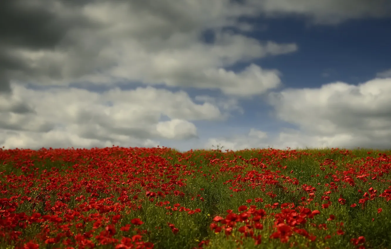 Photo wallpaper field, nature, Maki