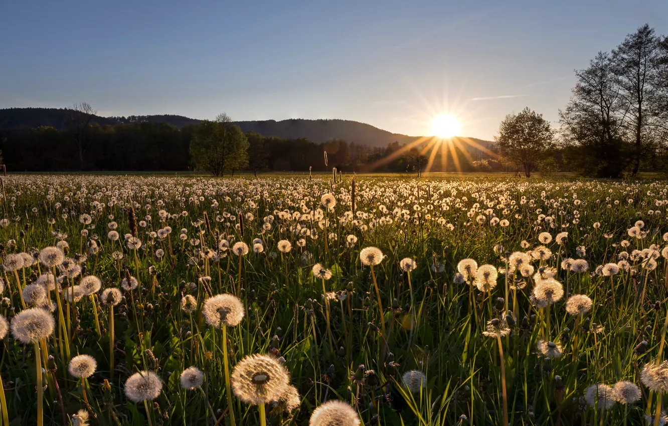 Photo wallpaper field, dandelion, morning