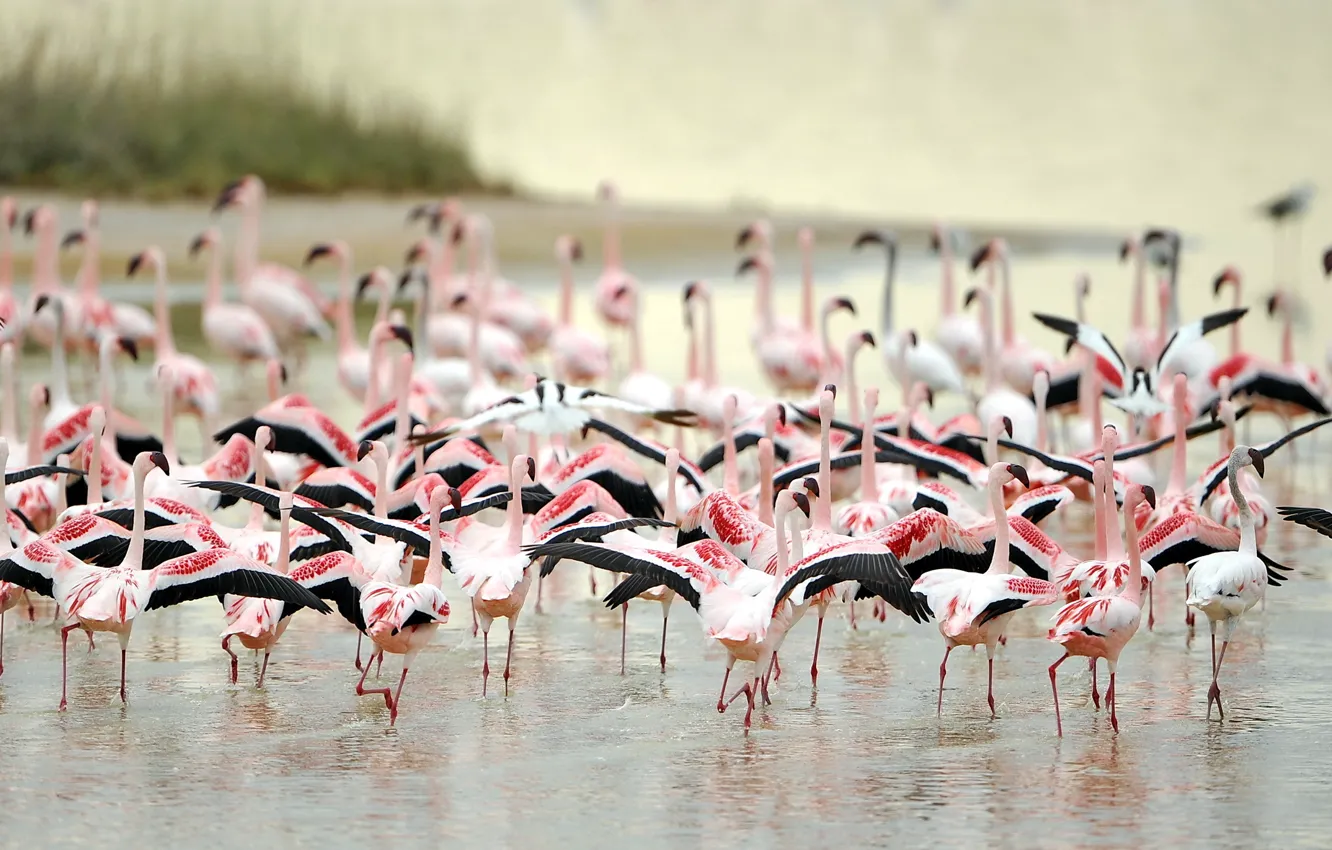 Photo wallpaper birds, nature, Flamingo