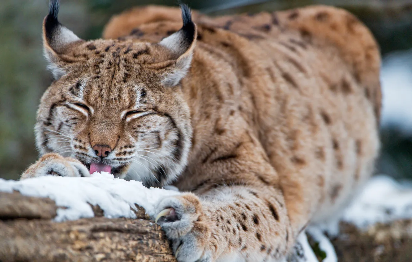 Photo wallpaper snow, lynx, wild cat
