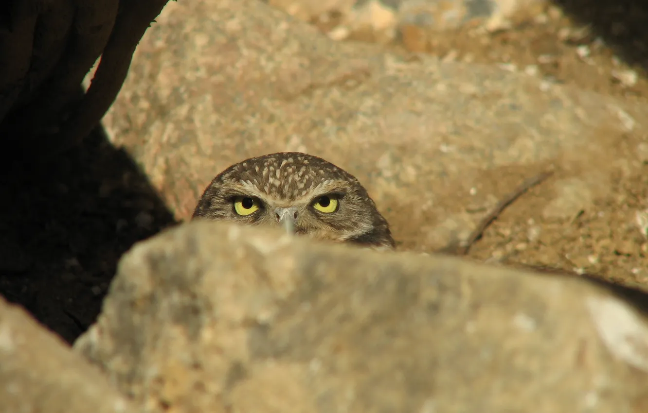Photo wallpaper owl, stone, ambush