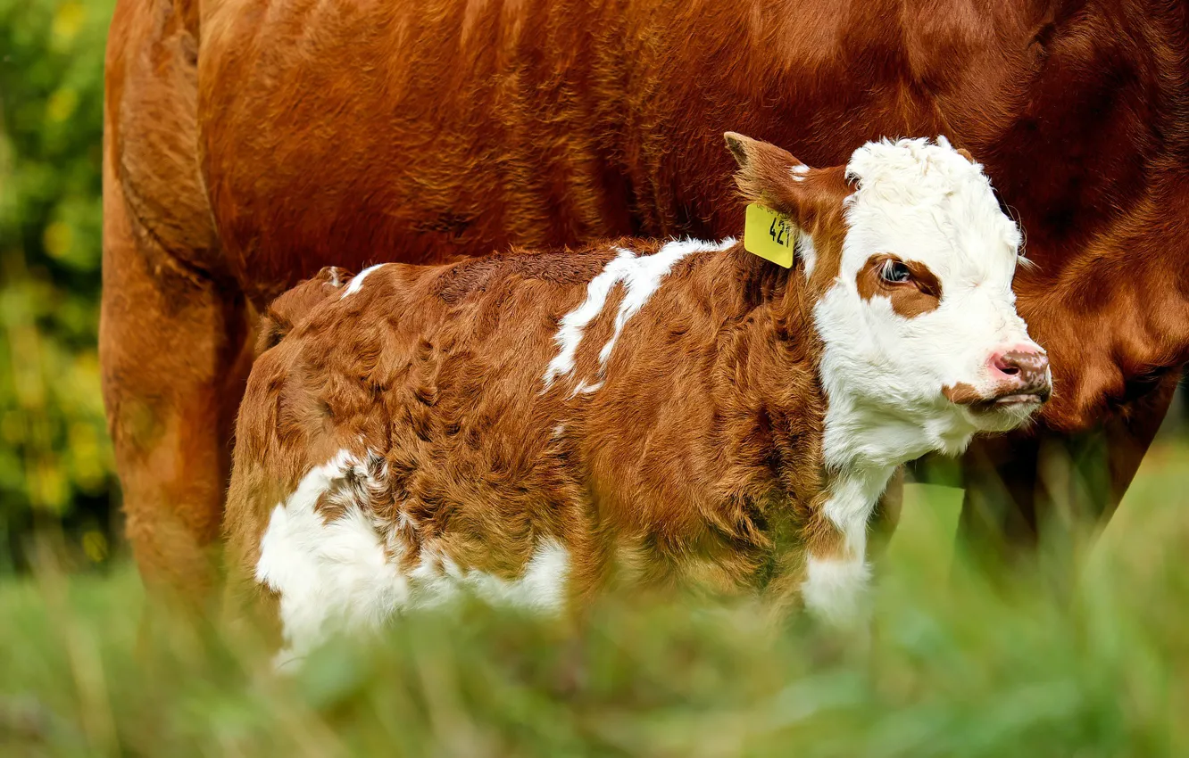 Photo wallpaper Animal, Cattle, Calf, Young Animal