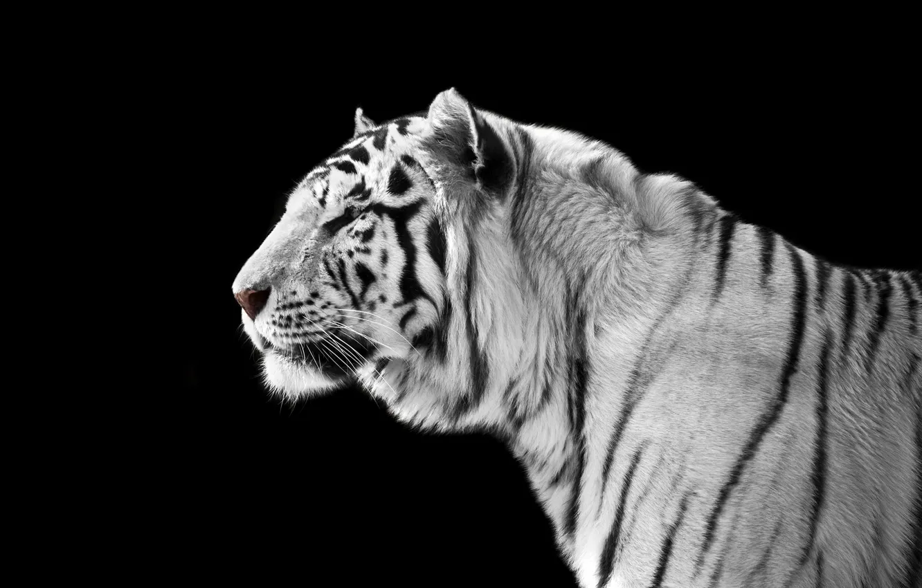 Photo wallpaper tiger, predator, black and white, black background, handsome