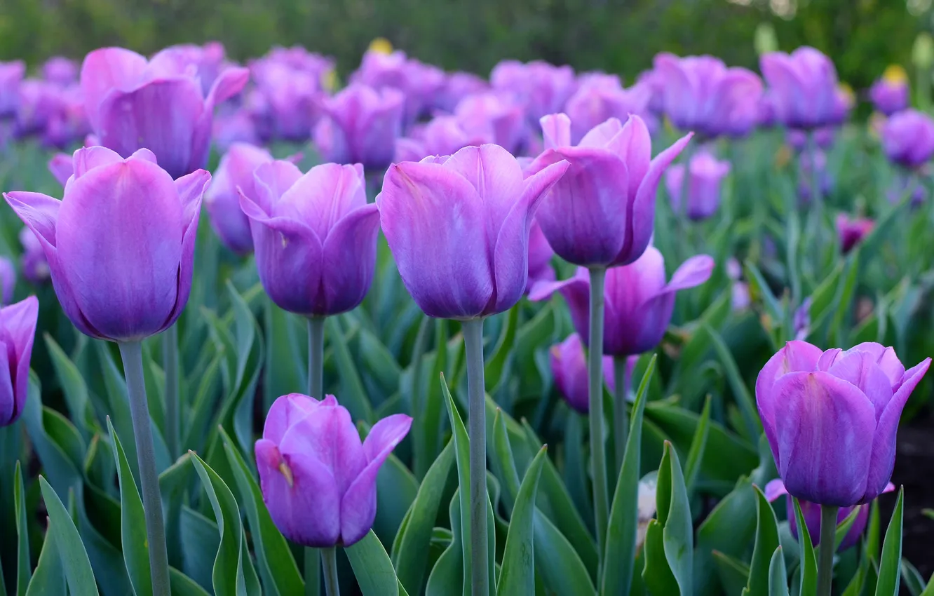 Photo wallpaper flowers, spring, tulips, buds, flowerbed, lilac