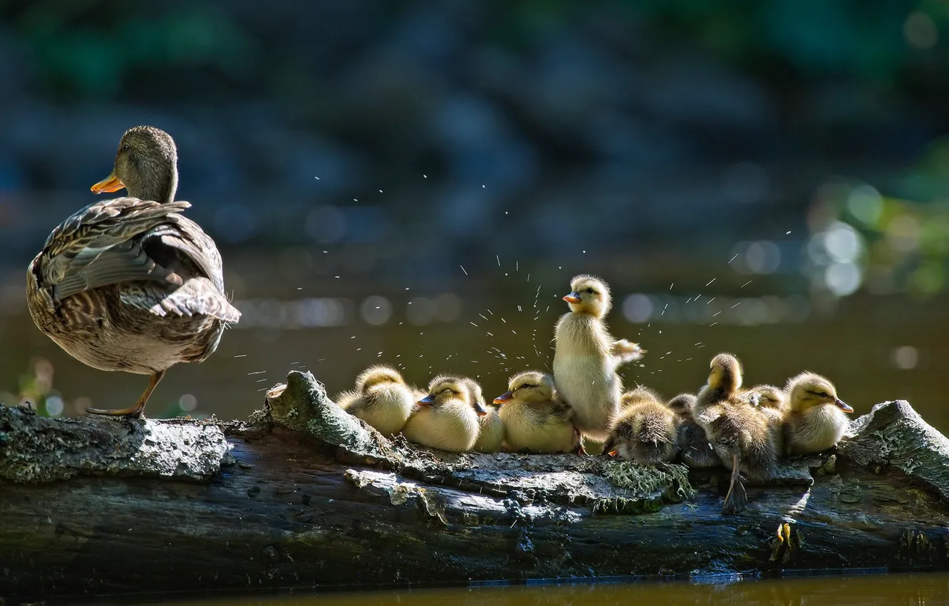 Photo wallpaper bird, duck, log, duck, Chicks