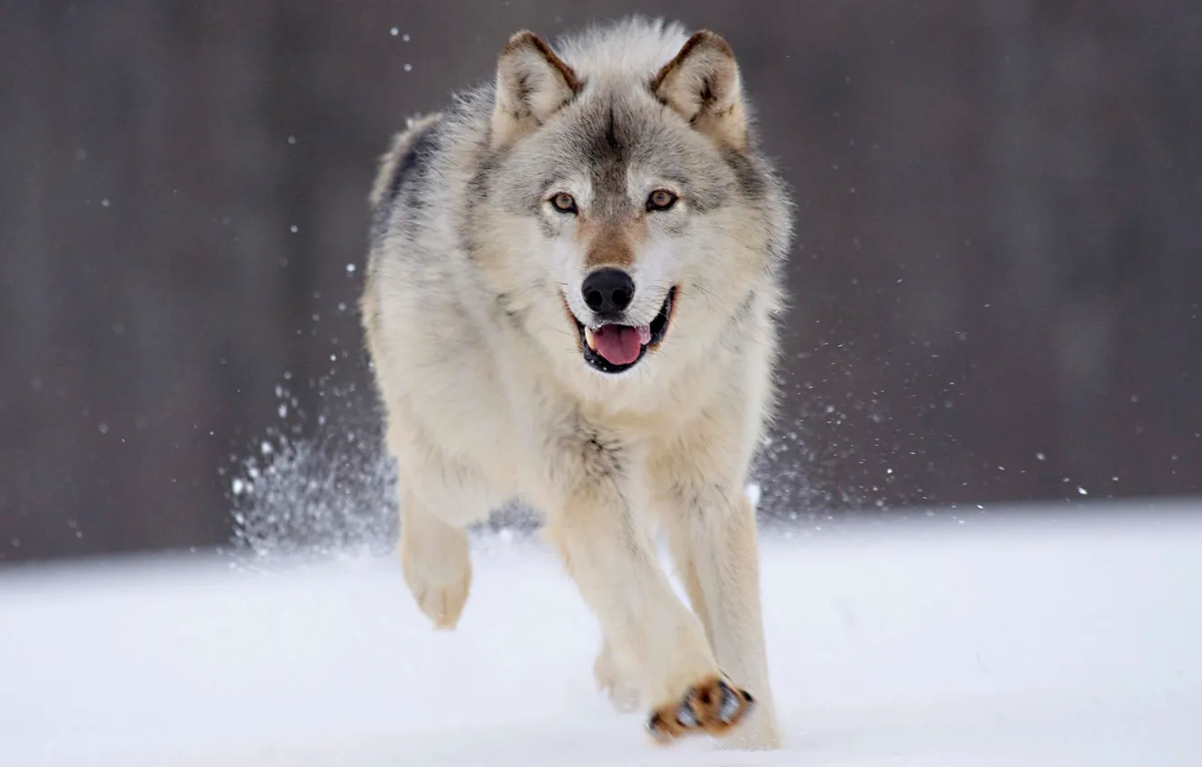 Photo wallpaper winter, snow, wolf