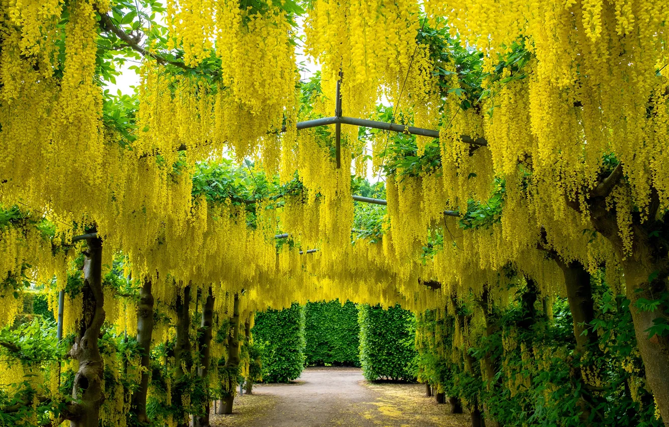 Photo wallpaper flowers, yellow, Wisteria