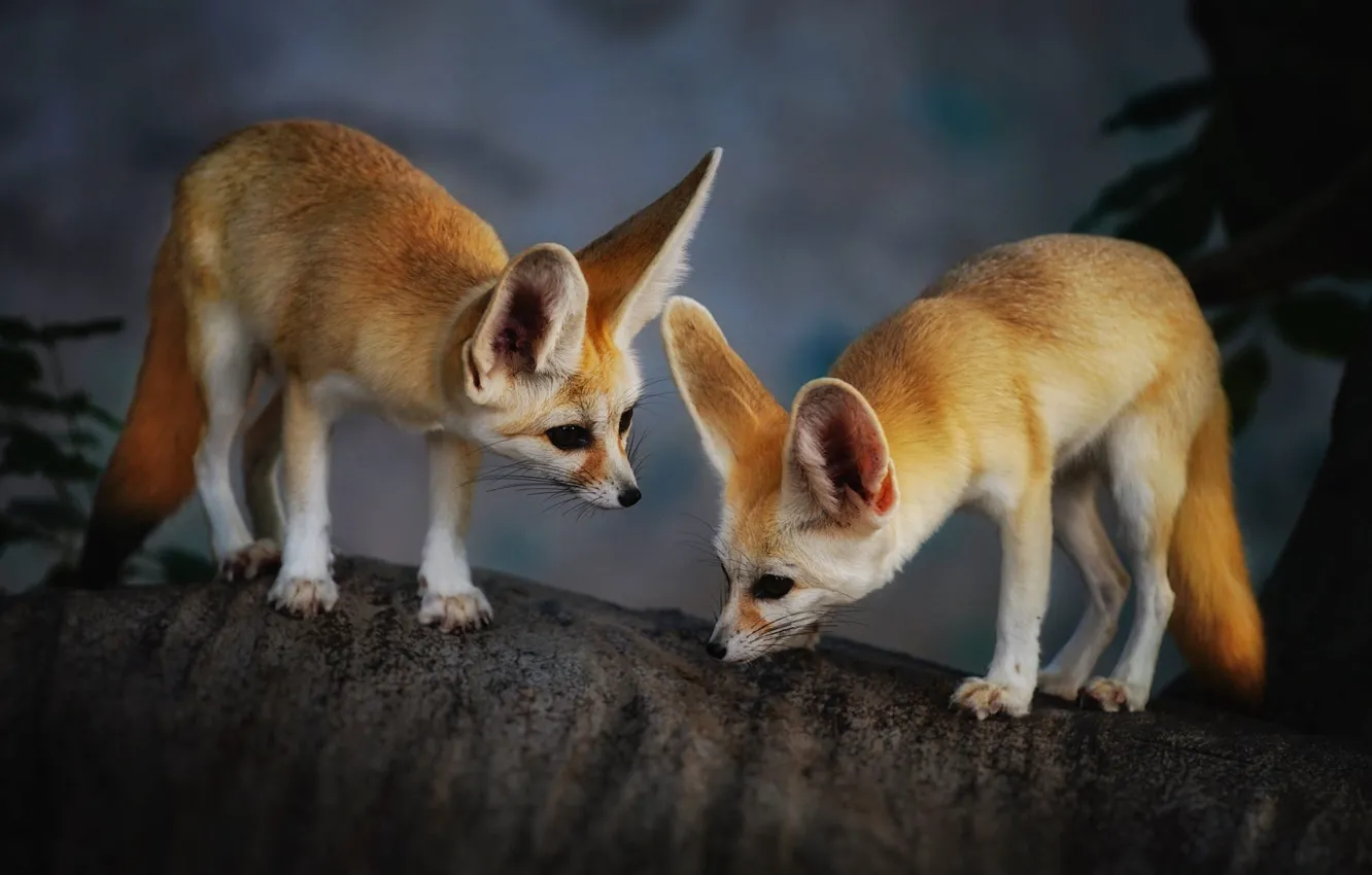 Photo wallpaper animal, trunk, Fox, a couple, Fenech