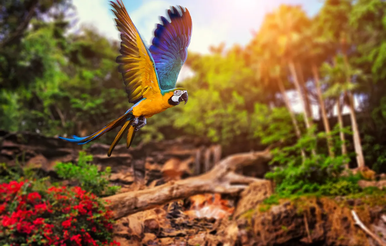Photo wallpaper trees, flight, parrot, shrub
