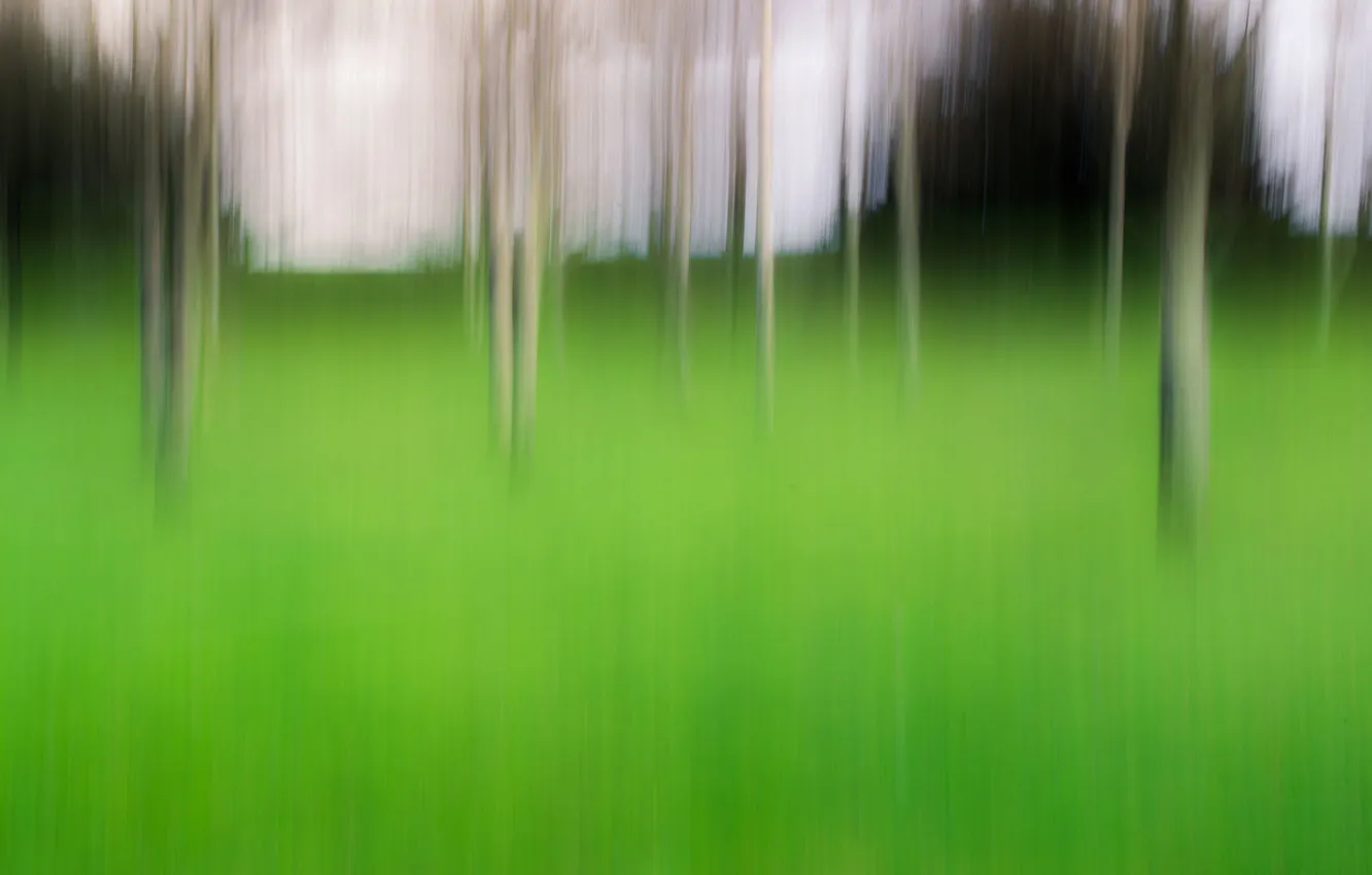 Photo wallpaper grass, trees, nature, strokes, the bushes