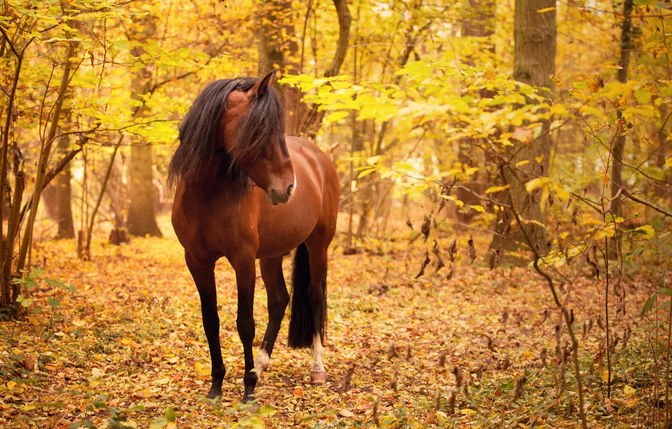Photo wallpaper autumn, nature, horse