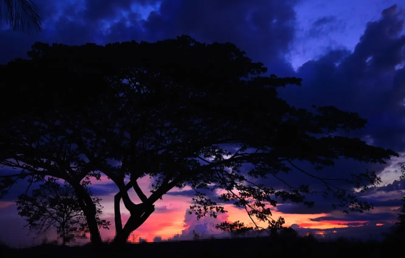 Photo wallpaper clouds, landscape, night, tree, silhouette, glow