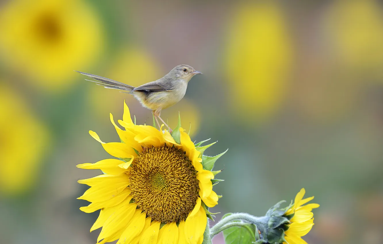 Photo wallpaper sunflowers, flowers, bird