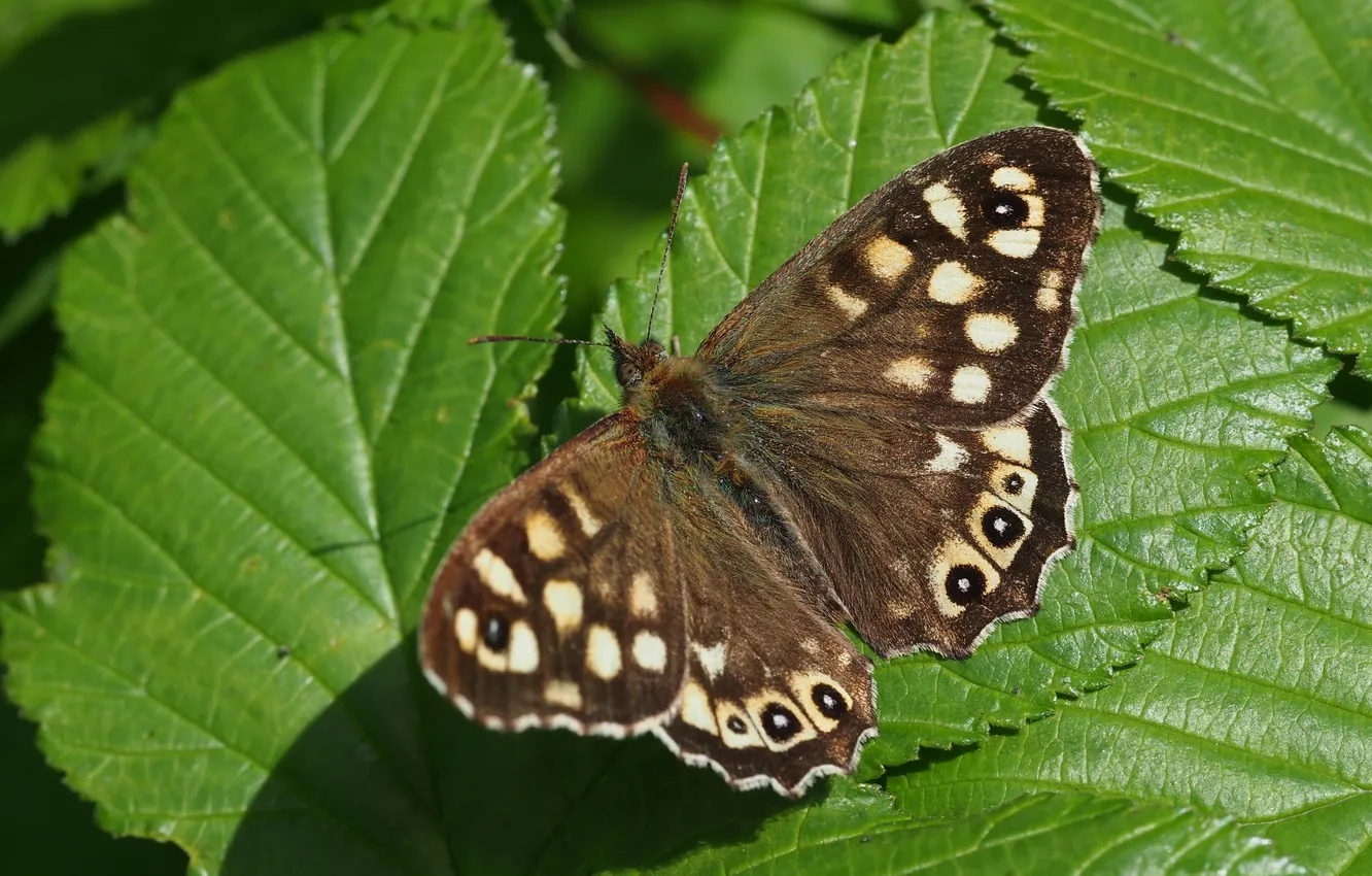 Photo wallpaper greens, Mottled wood, Speckled Wood Butterfly, butterfly. foliage