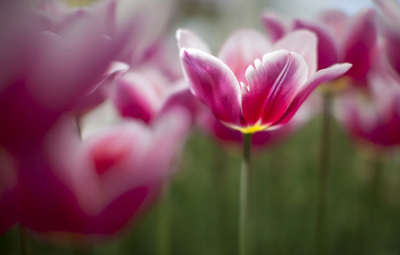 Photo wallpaper spring, tulips, pink, a lot