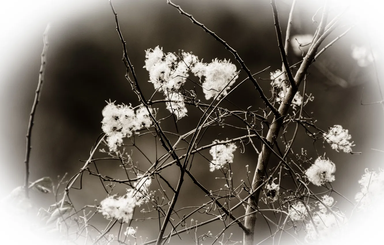 Photo wallpaper trees, branches, plant, the bushes