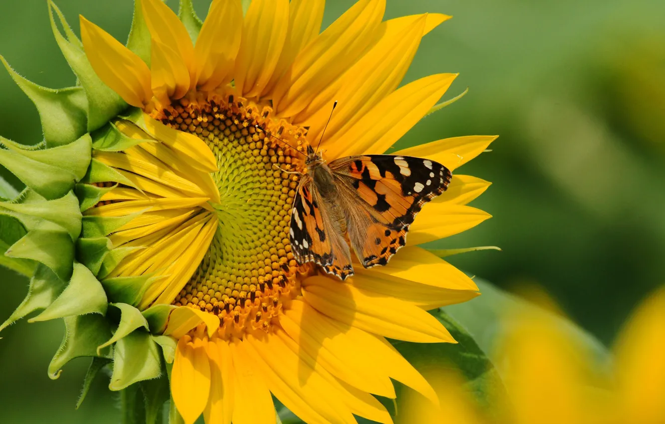 Photo wallpaper flower, butterfly, sunflower