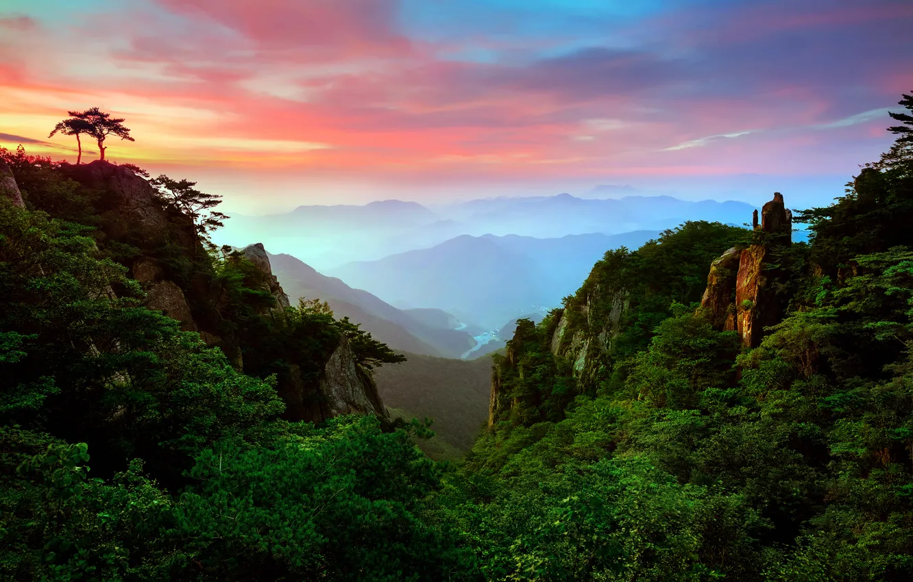 Photo wallpaper forest, valley, haze, morning.the sky