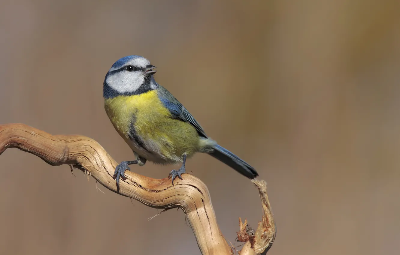 Photo wallpaper sprig, background, bird, tit