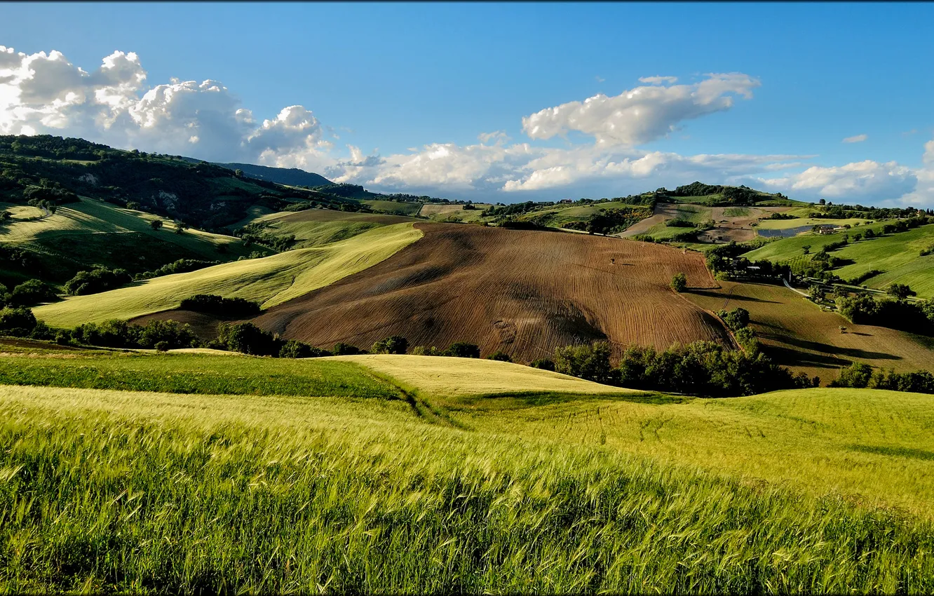 Photo wallpaper summer, trees, hills, field, Italia, San Severino