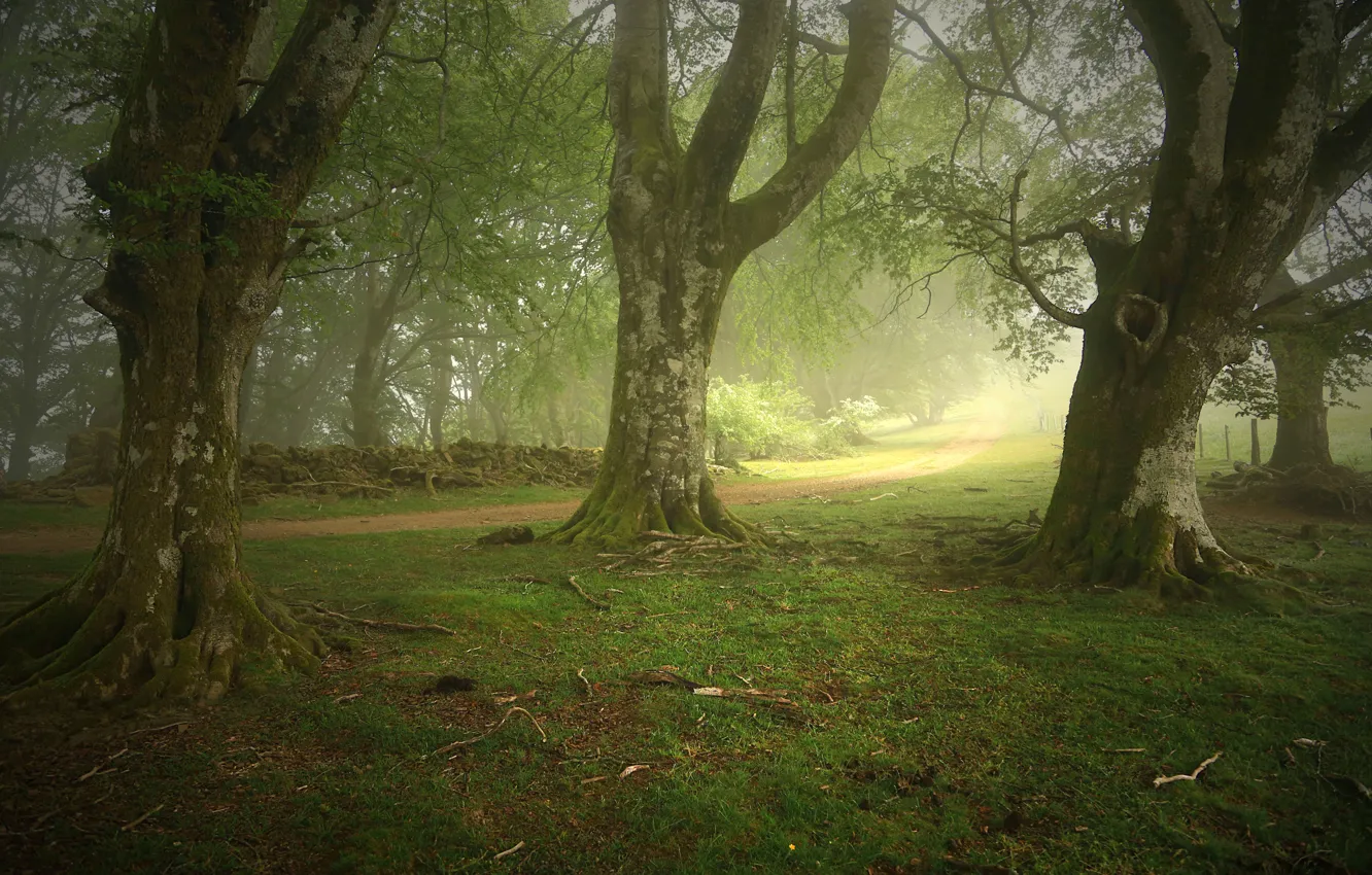 Photo wallpaper forest, trees, fog, trail, Spain, Zapitor, Navarre