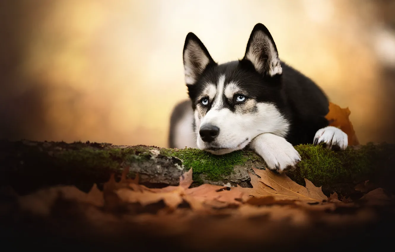 Photo wallpaper autumn, look, face, leaves, dog, husky, bokeh